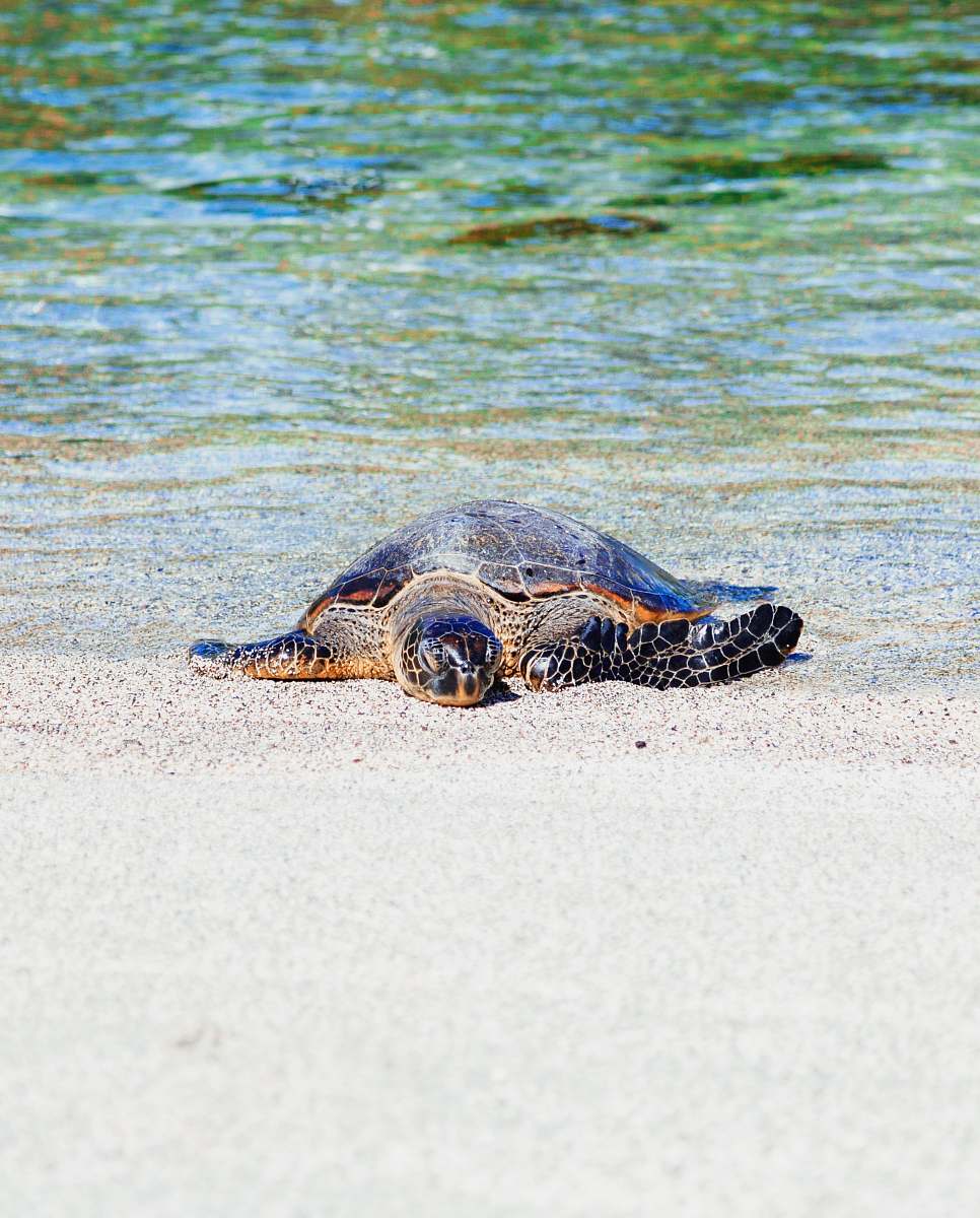 sea life brown turtle on seashore turtle